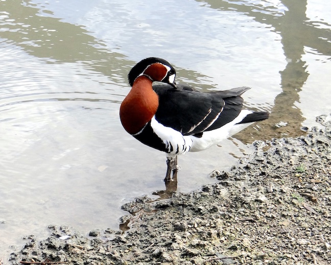 red-breasted goose